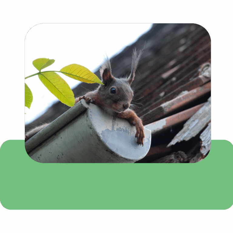 expert-gutter-cleaning-lewisham